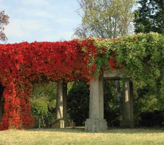 pięciolistkowy (Parthenocissus quinquefolia). W Polsce południowo-zachodniej można stosować wszystkie z wymienionych powyżej pnączy łącznie z odmianami powojnika górskiego (Clematis montana).