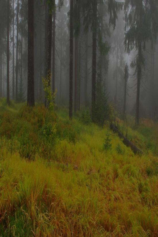 Obserwacje [%] Ochrona głuszca i cietrzew oraz ich biotopów w Karpatach Zachodnich 45,0 40,0 35,0 Karpaty n =
