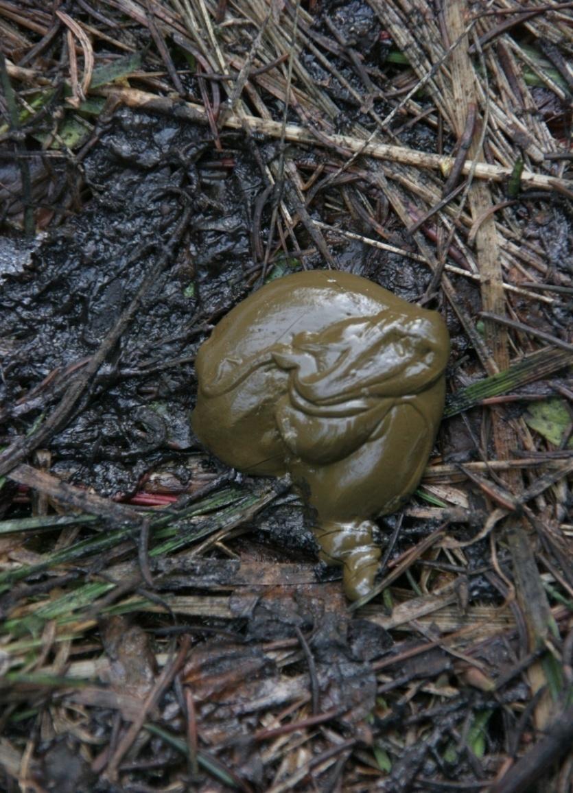 GŁUSZCA
