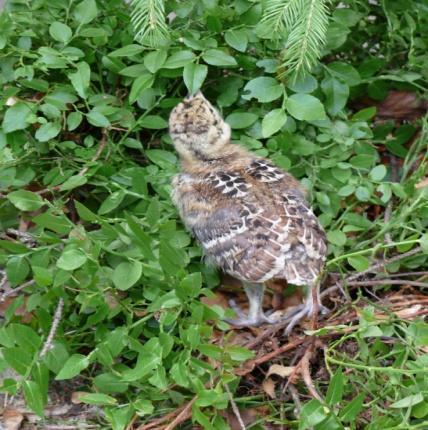 do 1 miesiąca: larwy żerujące na borówce czernicy, larwy i imago