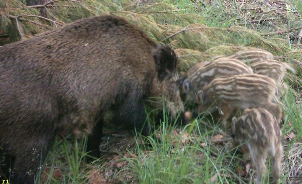 ZAGROŻENIA
