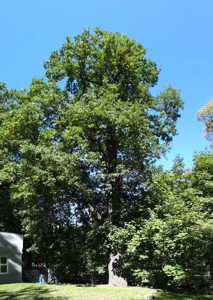 Dąb szypułkowy (Quercus robur), nr 6 Korona dębu jest asymetryczna. Stwierdzono bardzo dobrą żywotność drzewa. Na pniu widoczna niewielka zarośnięta rana.