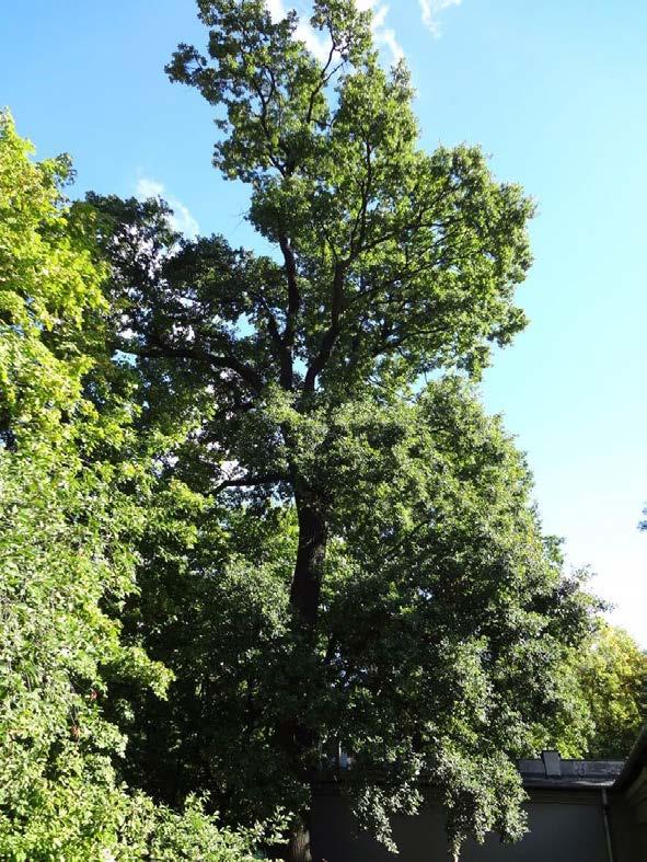 Dąb szypułkowy (Quercus robur), nr 7 Stwierdzono bardzo dobrą żywotność drzewa, klasę żywotności według Roloffa oceniono jako 0. W koronie znajduje się niewielki posusz do 5% jej objętości. Fot.