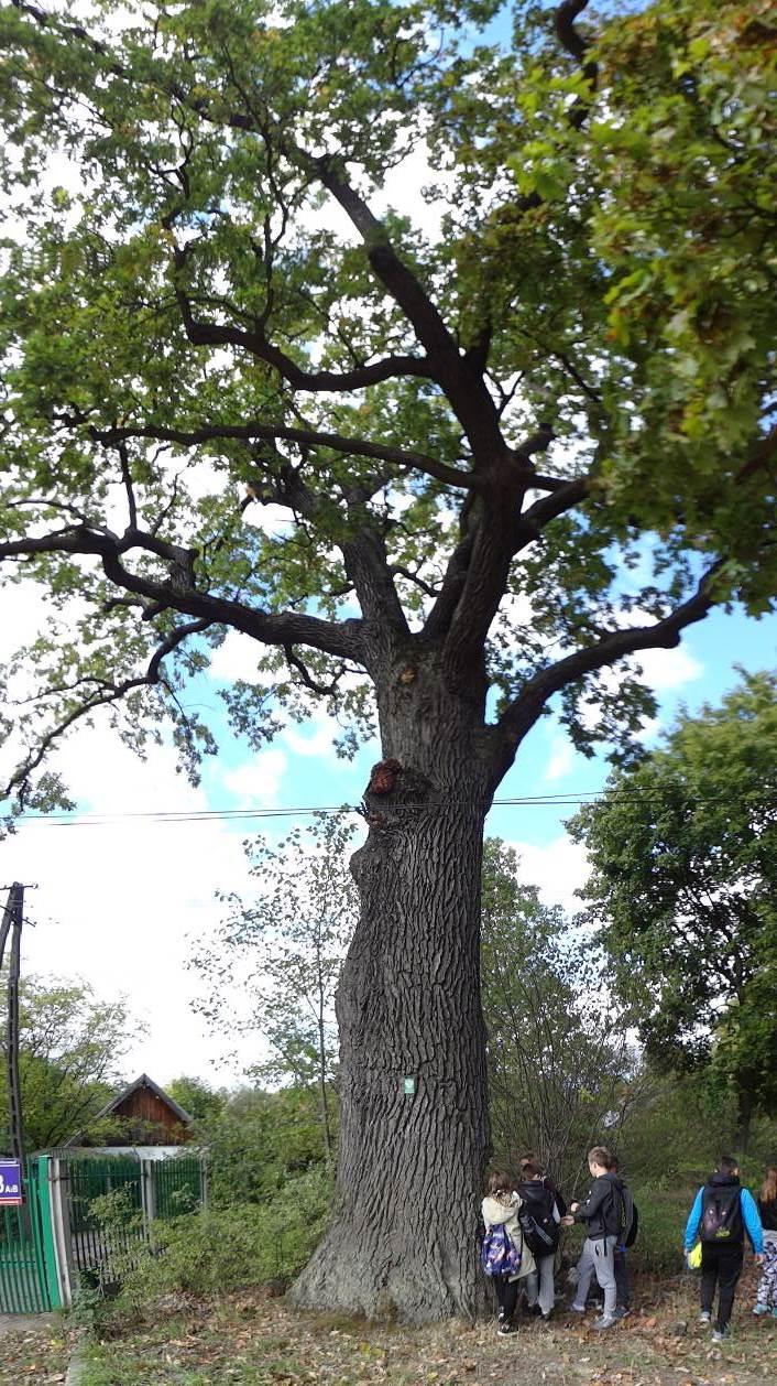 Dąb szypułkowy (Quercus robur), nr 9 Dąb posiada przerzedzoną, ale regularną koronę z drobnym posuszem. Drzewo jest żywotne, klasę żywotności według Roloffa oceniono jako 1.