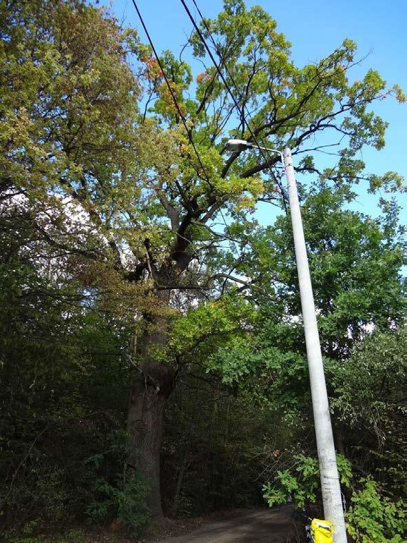 Dąb szypułkowy (Quercus robur), nr 13 Od podstawy pnia do wysokości 4 m widoczna rana z dziuplą na pniu. U nasady pnia widoczny owocnik żółciaka siarkowego (Laetiporus sulphureus).