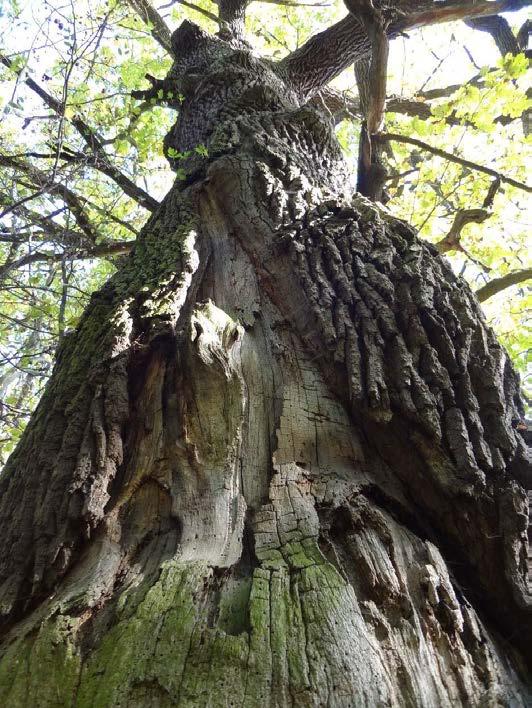 Fot. 27 Rana na pniu zalewana tkanka przyranną Dąb szypułkowy (Quercus robur), nr 14 Na pniu ślad po obłamanym konarze. Widoczne są również zakorki pomiędzy konkurencyjnymi przewodnikami.