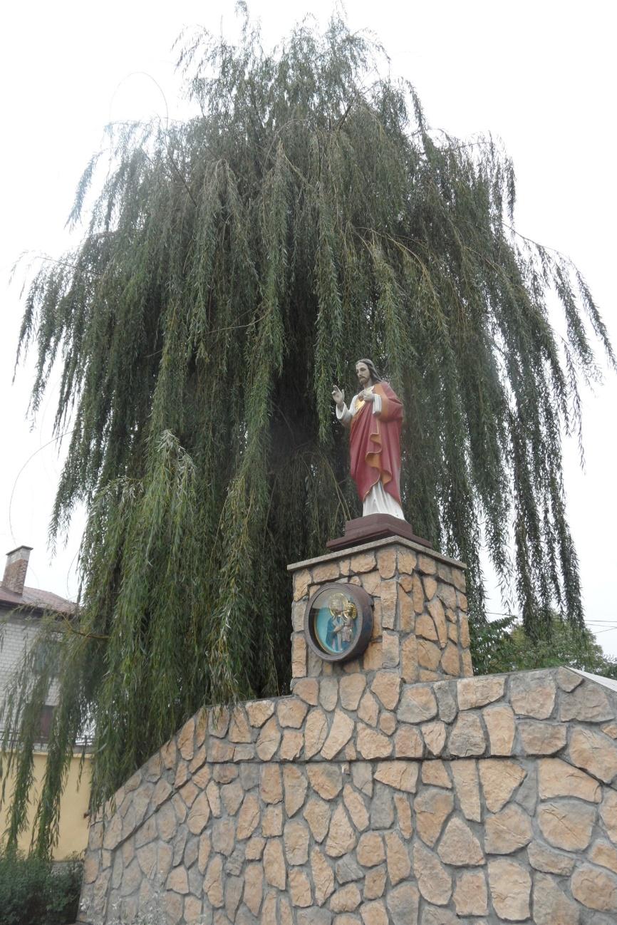 Wierzba płacząca przy skrzyżowaniu al. Piłsudskiego z ul. Ks. Bandurskiego Drzewo wierzba biała (Salix alba) rośnie w sąsiedztwie figury i muru.