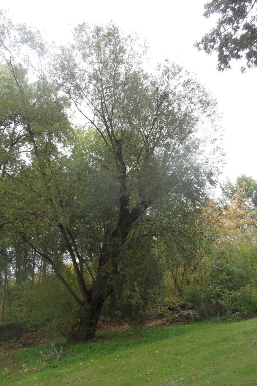 Wierzba biała (Salix alba) Na terenie kościelnym parafii Św. Izydora - Rolnika w Markach rośnie okazały egzemplarz wierzby białej (Salix alba).