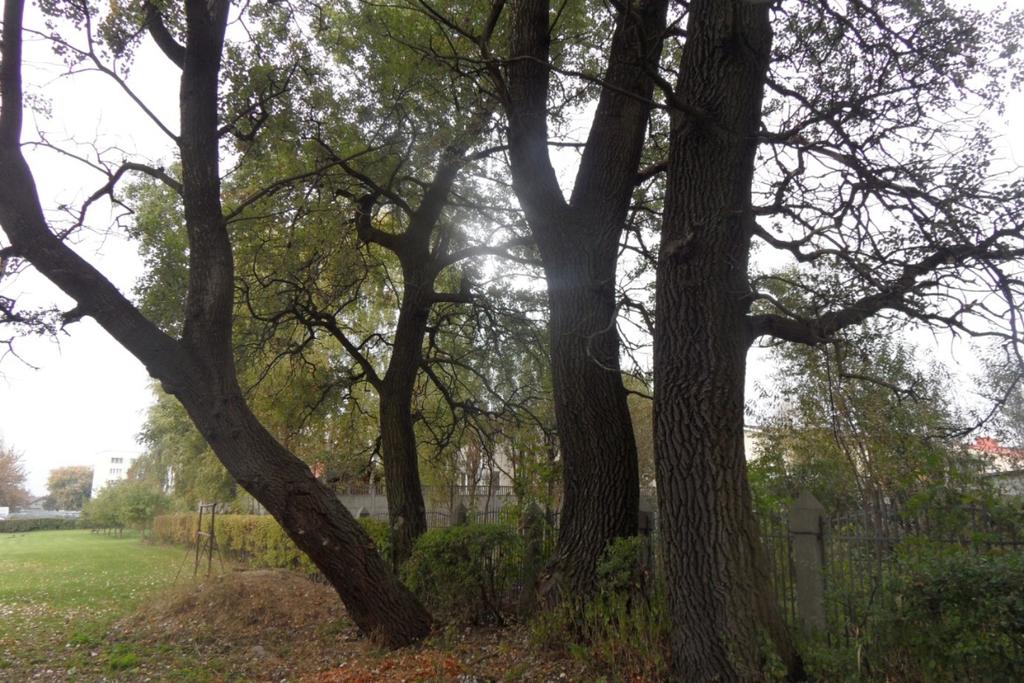 Izydora - Rolnika w Markach w pobliżu wierzby zlokalizowane są 4 topole osiki (Populus tremula) o wysokości około 18m.