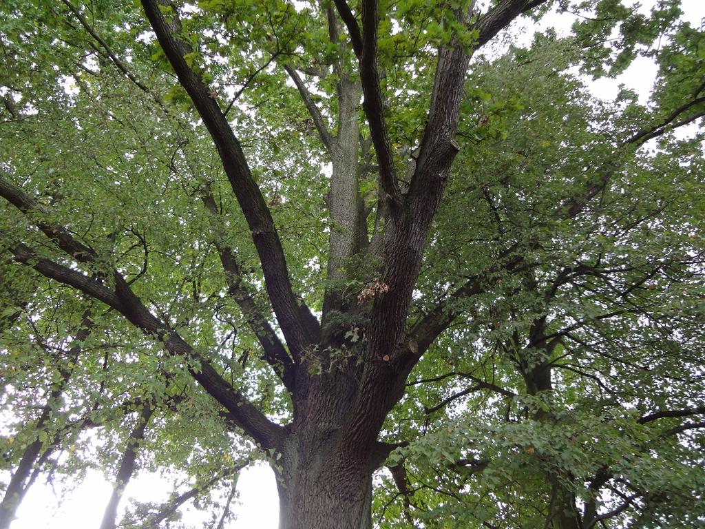 Dąb szypułkowy (Quercus robur) przy posesji p Jana Preisnera przy ul Krasińskiego. Drzewo ma obwód 466 cm, wysokość 26 m oraz szerokość korony 26 m.