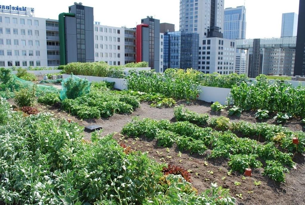 Farmy miejskie Ogrody warzywne na