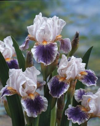 Kłącze 2/3 Oczka) 145,30 zł V-VI 7 cm 60-100 cm 60-70 cm Kosaciec bródkowy "Iris Germanica" American