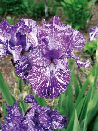 "Iris Germanica" Batik Nr 221364-1 opakowanie (1 sadzonka korzeniowa) 8,30 zł V-VI 50 cm 5 cm 60 cm