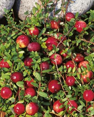 Malina "Rubus" - Krzew Owocowy Nr 121129-1 Sadzonka/Balot - 13,60 zł V-VIII do 200 cm 50 cm osłonięte 25-30 cm Kolekcja