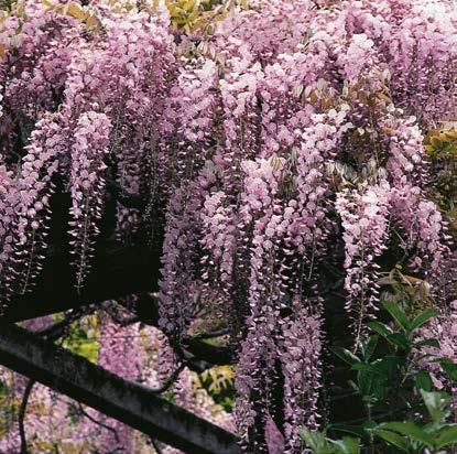 Wisteria Różowa "Wisteria floribunda 'Honbeni' Nr 241038-1 