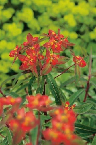 Wilczomlecz "Euphorbia" Fireglow Nr 241069-1 Opakowanie (1