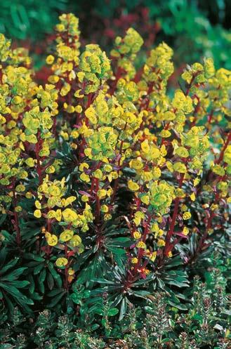 "Euphorbia" Amygdaloides Purpurea Nr 241070-1 Opakowanie (1