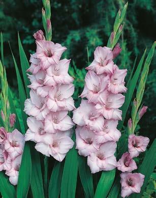 Mieczyk "Gladiolus" Friendship x5 Mieczyk "Gladiolus" Green Star x5 Mieczyk