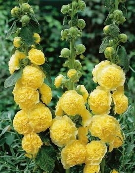 Malwa "Alcea" Żółta x2 Malwa: Pochodzenie tej swojskiej rośliny jest orientalne a jej nazwa wywodzi się od greckiego słowa