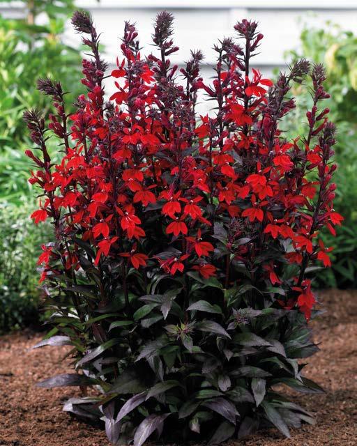 Nie w gruncie Lobelia Scarlet Princess Nr 221383-1