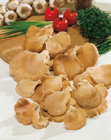 Boczniak Cytrynowy Do Uprawy Domowej Nr 221497-1 Opakowanie (Zagrzybione podłoże 3 kg) 21,60zł po 2 tygodniach Stanowisko: Chłodne miejsce w domu