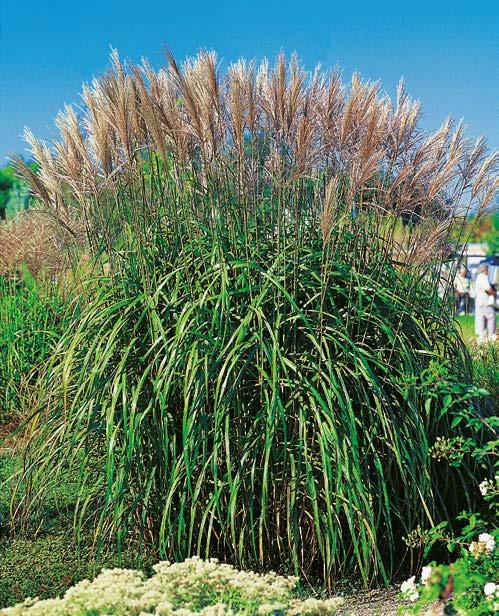 Ozdobne Oszczędzasz 13% Trawa Ozdobna "Miscanthus" Maleparthus x1 Trawa Ozdobna "Miscanthus" Zebrinus x1 Trawa Ozdobna /