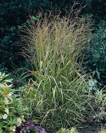 Trawa Rozplenica Pennisetum Magic Nr 121203-1 Opakowanie (1 Sadzonka korzeniowa) 9,70 zł 110-140 cm 60 cm Trawa Ozdobna /