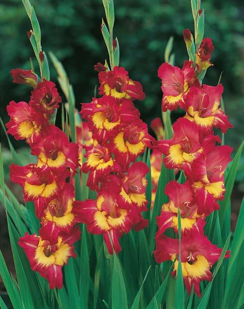 Mieczyk "Gladiolus" Far West Nr 221353-1 opakowanie (5 Cebul 12/14) - 7,80 zł