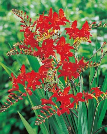 "Crocosmia" x5 Cyniobrówka Davidson "Crocosmia" x5 Cyniobrówka Masonarum