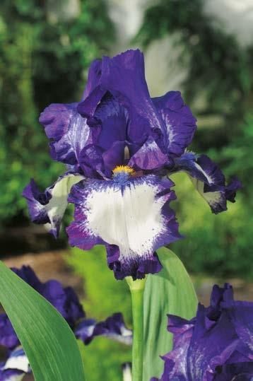 (1 Sadzonka korzeniowa) 5,10 zł 60-80 cm 5 cm 80 cm Kolekcja Kosaćce Bródkowe Iris