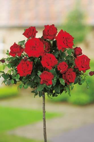 200-300 cm 15-25 cm 300 cm Róża Pienna Mr Lincoln Nr 221430-1
