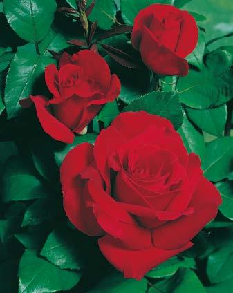 Róża Rosa Wielkokwiatowa Yellow Nr 121189-1 Opakowanie (1 Sadzonka/Balot) 13,00 zł VI-VIII 100-120 cm 30 cm 30x30 cm