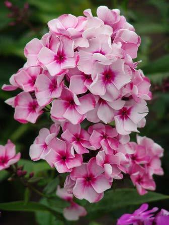 zł Floks Phlox Peppermint Twist Nr121040-1 Opakowanie (1 Sadzonka korzeniowa) 14,90