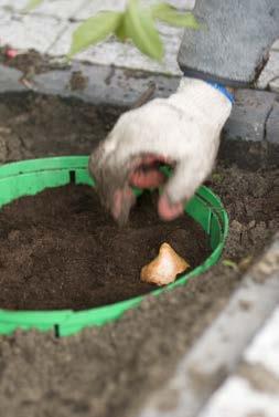 KALK granulowany nawóz odkwaszający glebę 5 kg Nr 221248-1 Opakowanie (1 Worek 5 kg) 17,90 zł Koszyk do sadzenia cebul mały Nr 221254-1 Sztuka (okrągły śr.