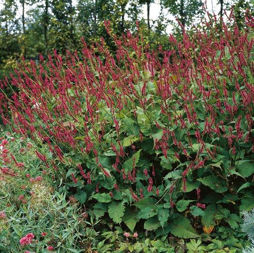 korzeniowe) 5,80 zł 100 cm 15 cm Jeżówka Echinacea