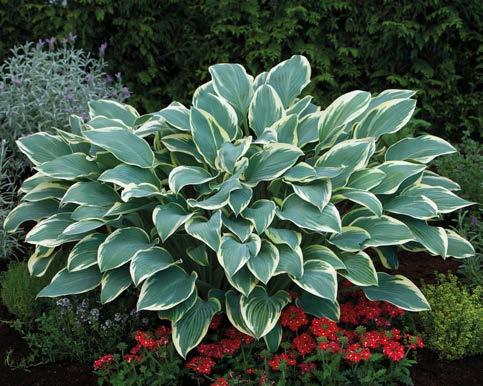 Kolekcja Funkie Oryginalne Oszczędzasz 6% Funkia Hosta White Feather x1 Funkia Hosta Big Daddy x1