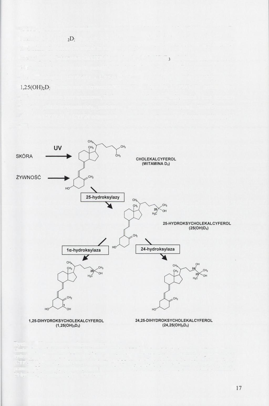 (CYP24) obecna praktycznie we wszystkich komórkach, na które działa witamina D. Funkcja 24,25(OH) 2 D 3 nie jest w pełni poznana, ale badania ostatnich lat pozwoliły stwierdzić, że bierze on udział m.