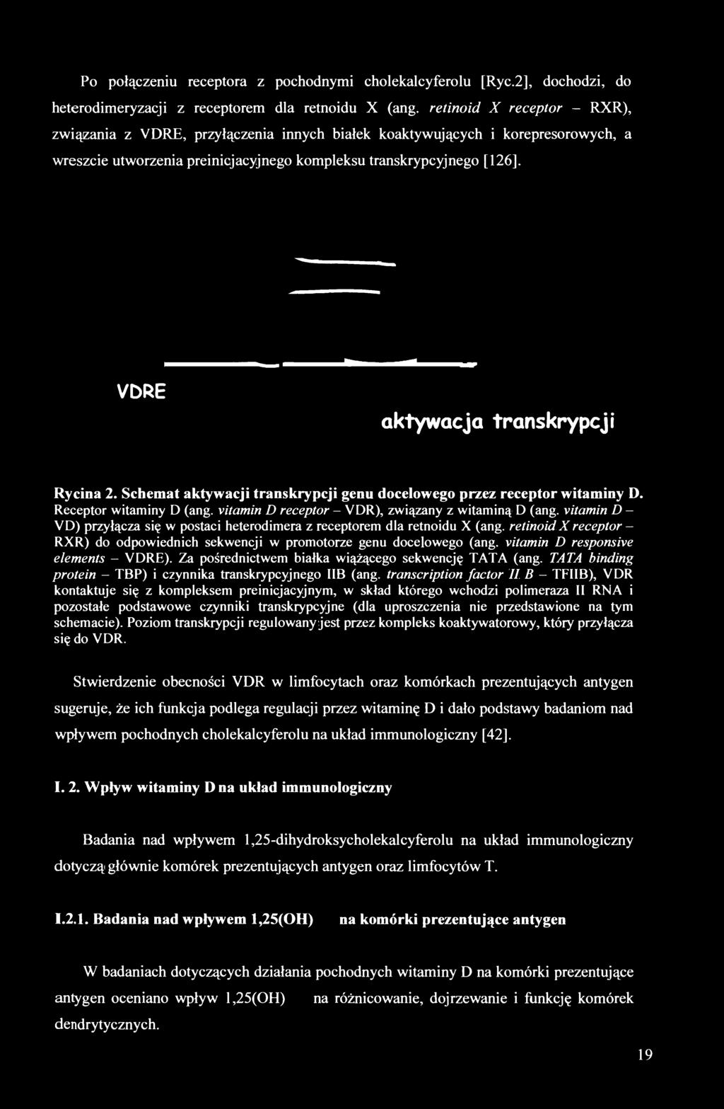 VDRE aktywacja transkrypcji Rycina 2. Schemat aktywacji transkrypcji genu docelowego przez receptor witaminy D. Receptor witaminy D (ang. vitamin D receptor - VDR), związany z witaminą D (ang.