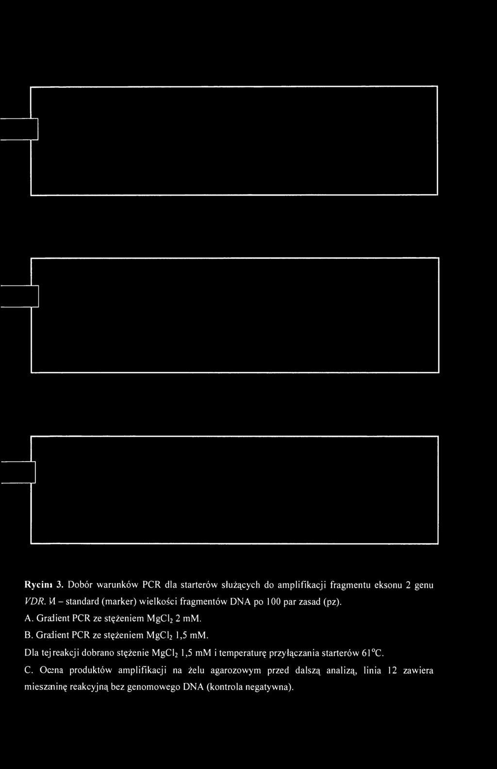 Gradient PCR ze stężeniem MgCl 2 1,5 mm.