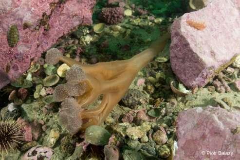 Rys. 5. Bentoniczna meduza z rodzaju Lucernaria. VIII. IX.