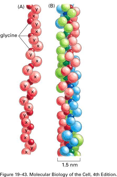 Budowa typowej cząsteczki kolagenu. (A) Model części pojedynczego kolagenowego łańcucha α w którym każdy aminokwas is przedstawiany jako kula.