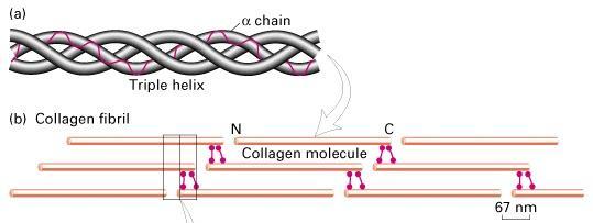 KOLAGEN TYPU I JEST BARDZIEJ WYTRZYMAŁY NA ROZERWANIE NIŻ STAL tropokolagen oksydaza lizylowa Boczne kowalentne wiązania krzyżowe między cząsteczkami tropokolagenu we włóknie kolagenowym powstają