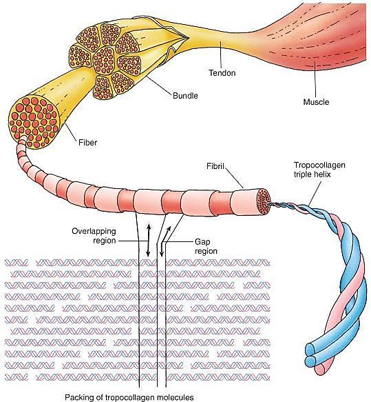 Elementy włókna kolagenowego Ścięgno Połączone włókna formują kolagenową wiązkę Wiązka Mięsień Włókno Połączone włókienka formują włókno (średnica ok.