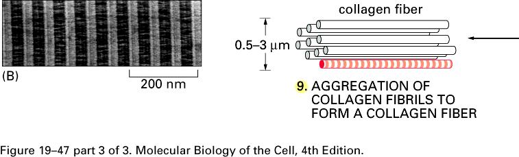 ECM Fibryle kolagenu o średnicy 50 nm i długości kilku mikrometrów tworzą pęczki określane jako włókna