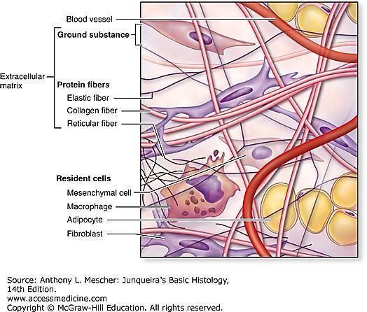 Skład: Substancja międzykomórkowa: włókna substancja podstawowa płyn tkankowy (krąży z krwi i limfy do tkanki łącznej i z powrotem) komórki (niewielki odsetek objętości tkanki) Tkanki łączne