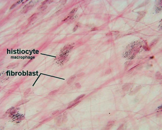 Komórki tkanki łącznej Fibroblasty i fibrocyty Makrofagi (histiocyty) Komórki tuczne Komórki plazmatyczne Adipocyty tkanki tł.