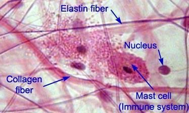receptora IgE w błonie mastocyta Ludzka k.