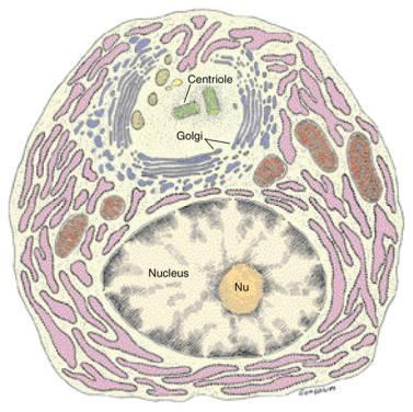 Komórki plazmatyczne to terminalnie zróżnicowane limfocyty B duża owalna komórka bardzo rozwinięta RER silnie zasadochłonna