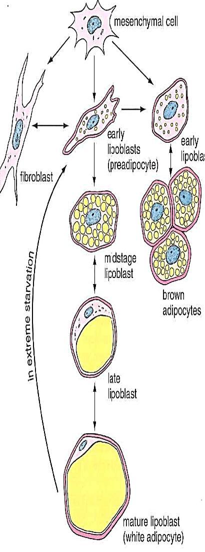 Różnicowanie komórki mezenchymalnej w adipocyty tkanki tłuszczowej żółtej i brunatnej Adipocyty powstają z komórek