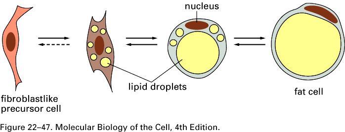 Komórka prekursorowa przekształca się w dojrzałą komórkę tłuszczową poprzez akumulację i zlewanie się lipidowych kropelek.